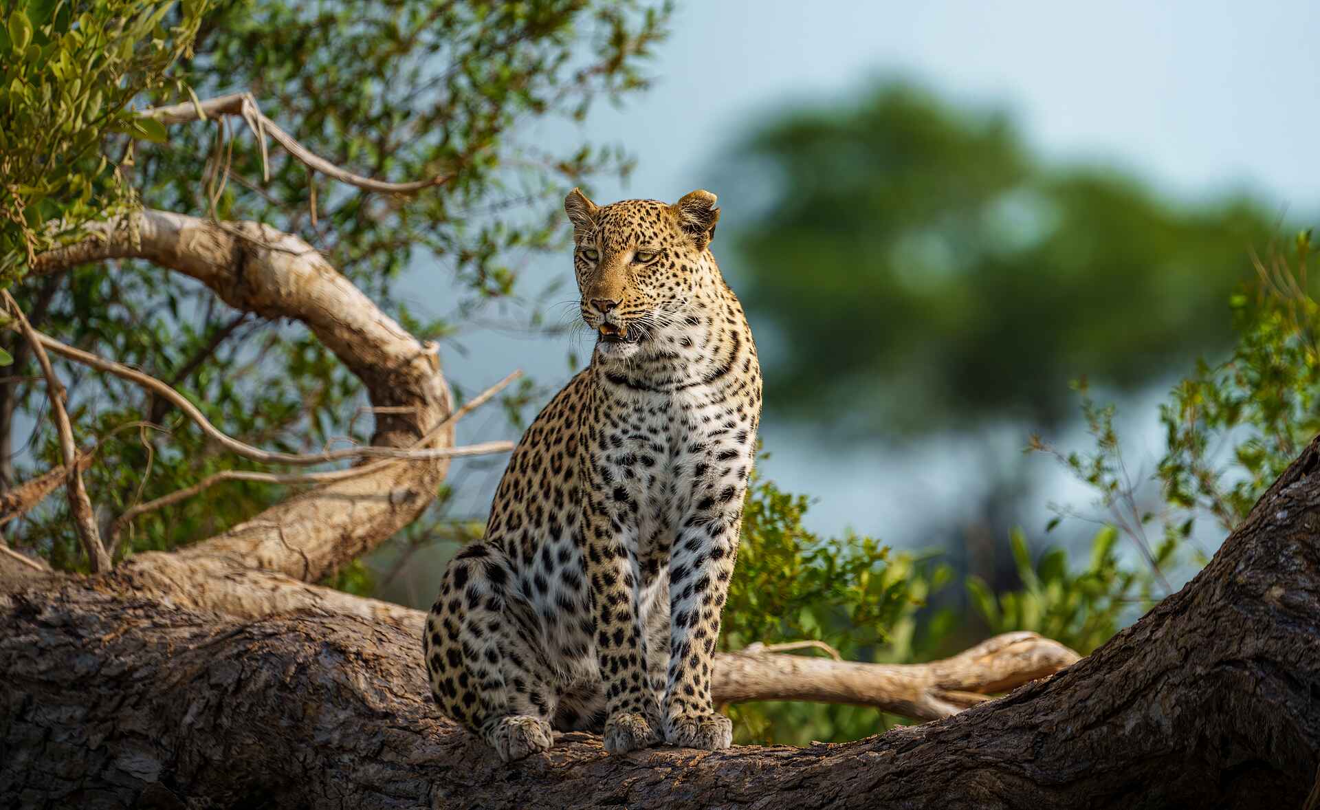 Mokolwane Camp: Leopard auf einem Baumast Mokolwane Camp: Leopard auf einem Baumast