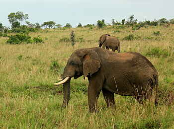 Murchison River Lodge: Elefanten