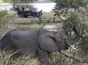 Mvuu Camp: Liwonde-Pirschfahrt mit Elefant