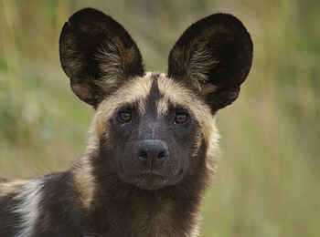 Nanzhila Plains Safari Camp: Wildhundportrait Nanzhila Plains Safari Camp: Wildhundportrait