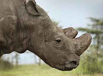 Ol Pejeta Bush Camp: Nashorn Ol Pejeta Bush Camp: Nashorn