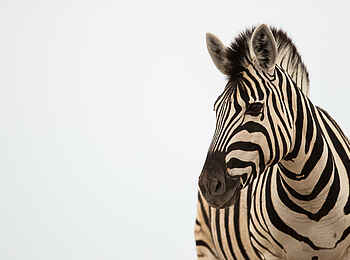 Onguma Tented Camp: Zebra