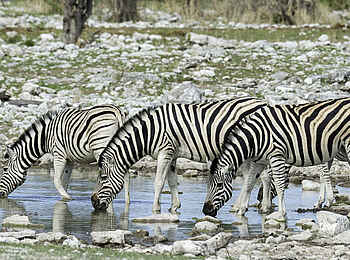 Onguma Tented Camp: Zebras am Wasserloch