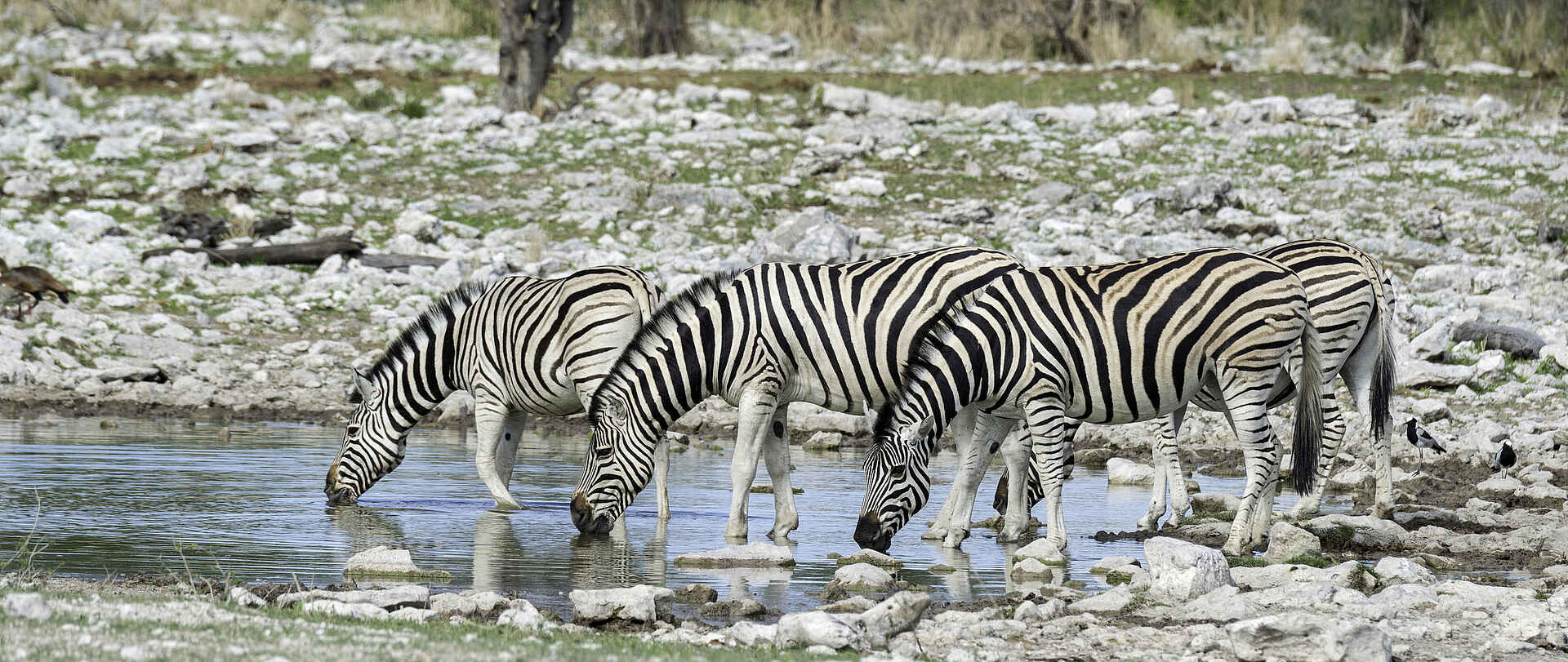 Onguma Tented Camp: Zebras am Wasserloch