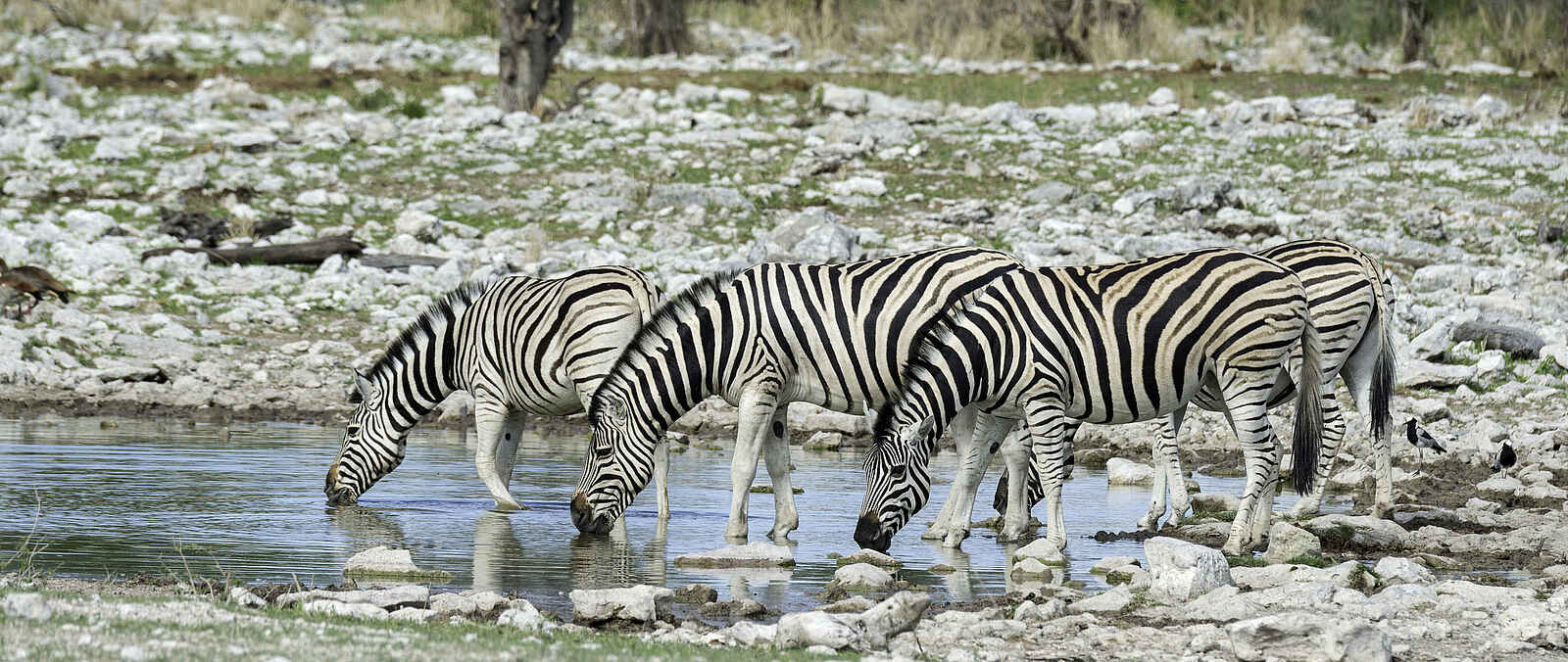 Onguma Tented Camp: Zebras am Wasserloch Onguma Tented Camp: Zebras am Wasserloch