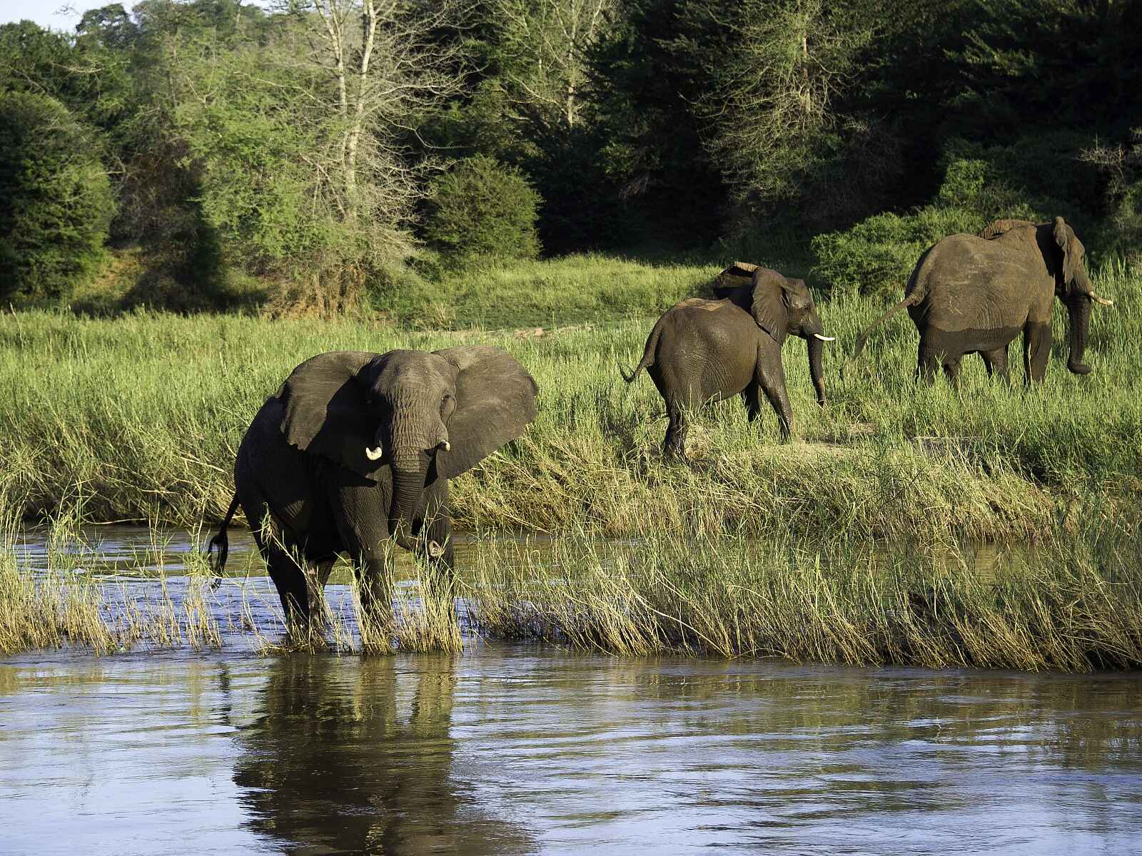 Pafuri Camp: Elefanten am Luvuvhu Pafuri Camp: Elefanten am Luvuvhu