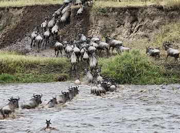 Serian Serengeti Mobile Camp: Flussufer