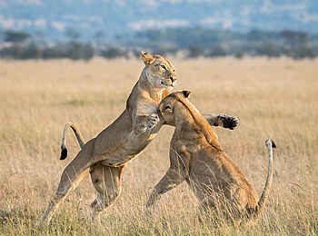 Serian's Nkorombo Mobile Camp: Spielende Löwen