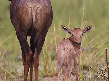 Shinde Lodge: Tsessebe-Kalb Shinde Lodge: Tsessebe-Kalb