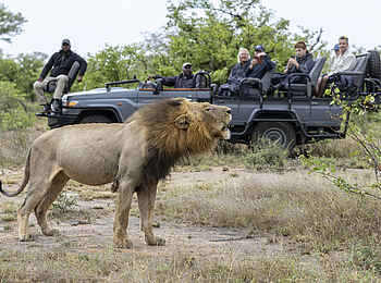 Simbavati Waterside Lodge: Auf Pirschfahrt Simbavati Waterside Lodge: Auf Pirschfahrt