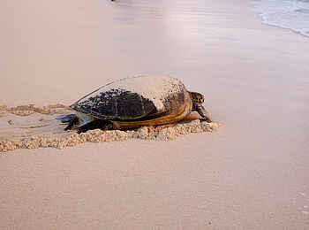 Vamizi Island: Schildkröte