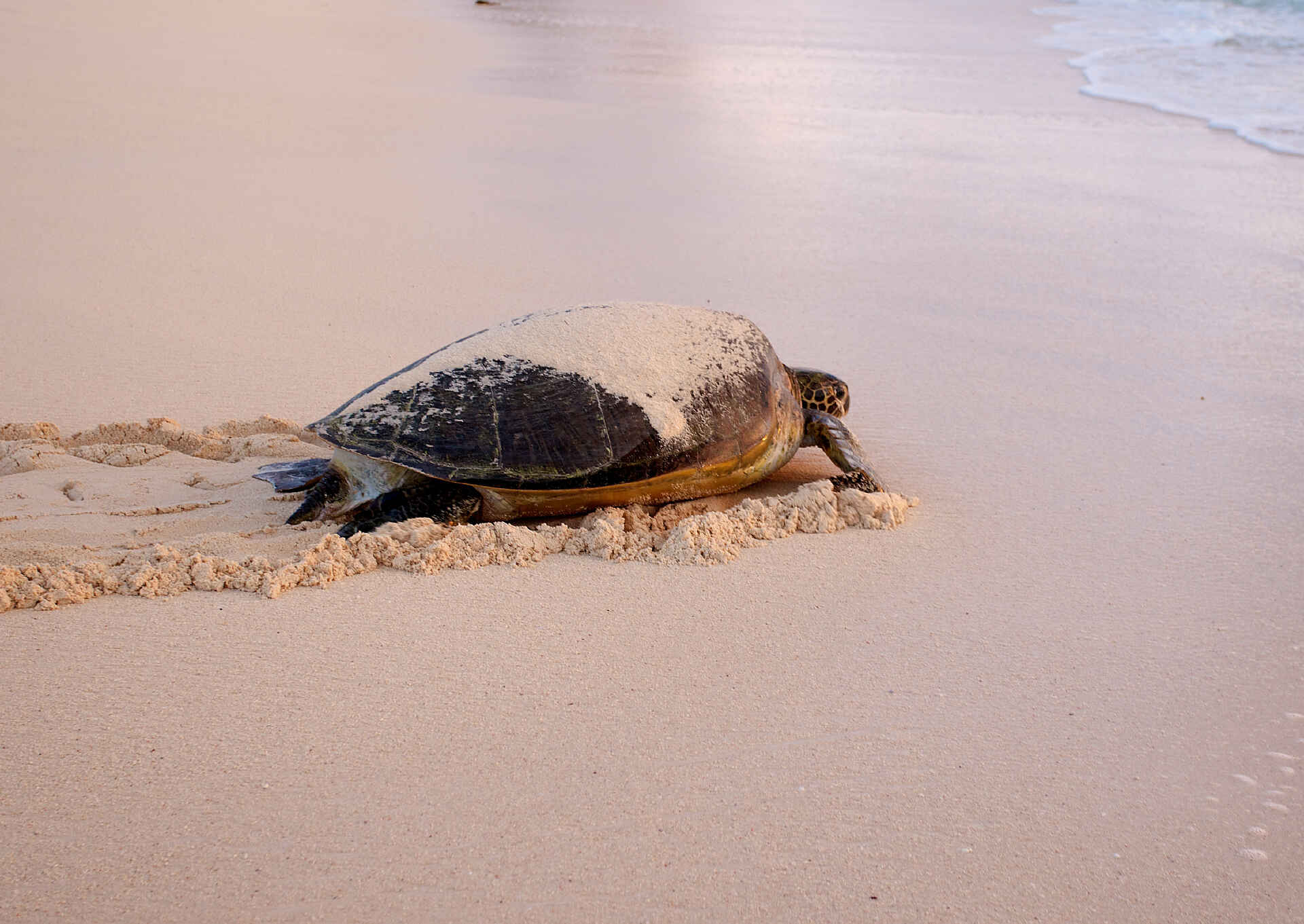 Vamizi Island: Schildkröte