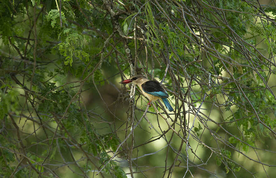 Zambezi Expeditions Camp: Ein Eisvogel Zambezi Expeditions Camp: Ein Eisvogel