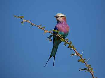 Zarafa Camp: Gabelracke