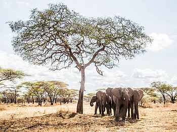 Legendary Mwiba Lodge: Elefanten im Sonnenschein Legendary Mwiba Lodge: Elefanten im Sonnenschein