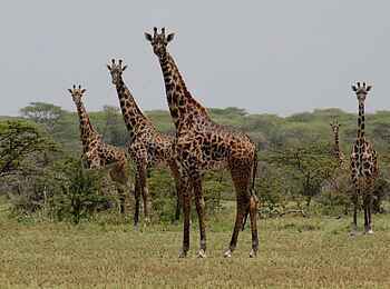 Legendary Mwiba Lodge: Giraffenparade Legendary Mwiba Lodge: Giraffenparade