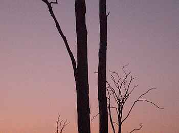 Mapazi Camp: Baumsilhouetten