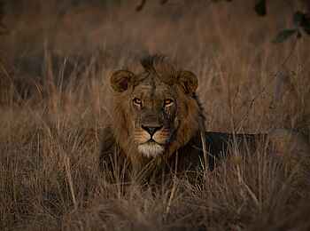 Ntemwa Busanga Bushcamp: Löwenmännchen im Gras