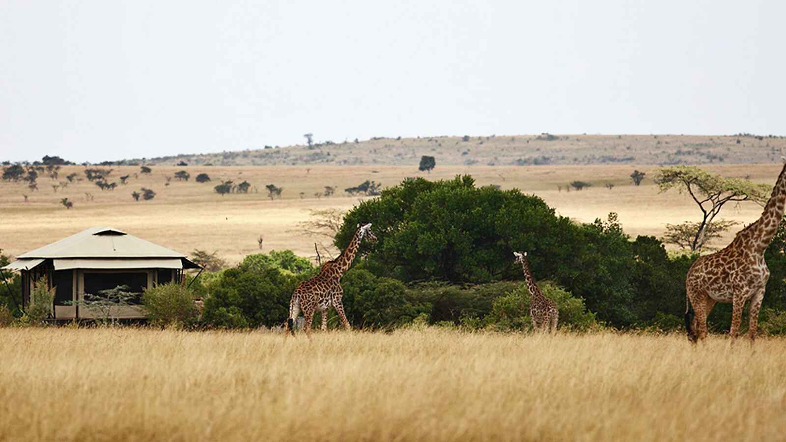 Olare Mara Kempinski: Giraffen vor dem Camp Olare Mara Kempinski: Giraffen vor dem Camp