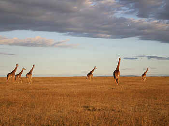 Richards River Camp: Giraffen Richards River Camp: Giraffen