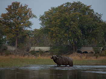 Selinda Explorers Camp: Büffel vor dem Camp Selinda Explorers Camp: Büffel vor dem Camp