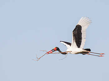 Belmond Eagle Island Lodge: Storchenvogel mit Nistmaterial Belmond Eagle Island Lodge: Storchenvogel mit Nistmaterial