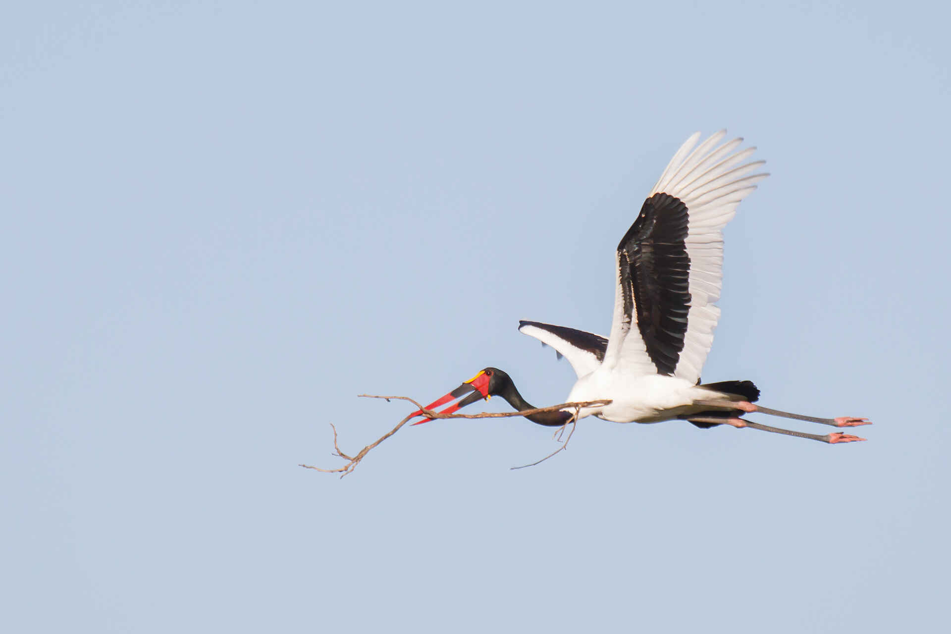 Belmond Eagle Island Lodge: Storchenvogel mit Nistmaterial