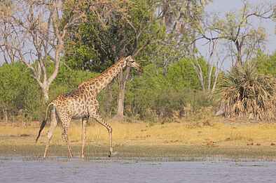 Camp Tawana: Giraffe im Wasser Camp Tawana: Giraffe im Wasser