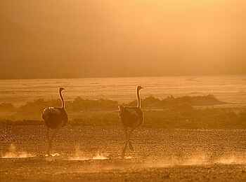 Damaraland Camp: Staubige Strauße
