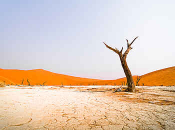 Desert Homestead Outpost: Toter Baum