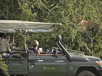 Encounter Mara Camp: Löwenbegegnung Encounter Mara Camp: Löwenbegegnung