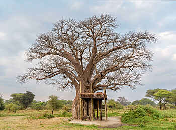 Forest Chem Chem: Lookout bei einem großen Baobab Baum Forest Chem Chem: Lookout bei einem großen Baobab Baum