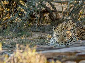 Great Fish River Lodge: Auf der Lauer