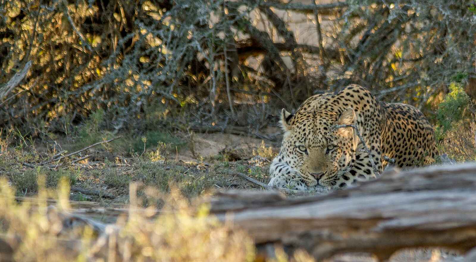 Great Fish River Lodge: Auf der Lauer Great Fish River Lodge: Auf der Lauer