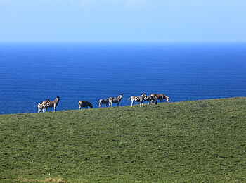 GweGwe Beach Lodge: Zebras an der Küste