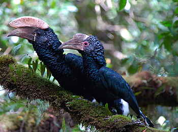 Hatari Lodge: Hornraben im Baum
