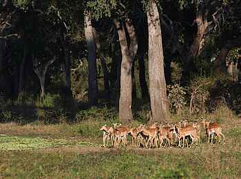 Island Bush Camp: Impalaherde Island Bush Camp: Impalaherde