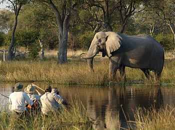 Khwai Expeditions Camp: Mokoro Auslfug mit Elefanten Begegnung Khwai Expeditions Camp: Mokoro Auslfug mit Elefanten Begegnung