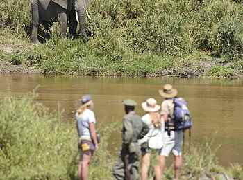 Kichaka Expeditions: Wanderung mit Elefantenbeobachtung