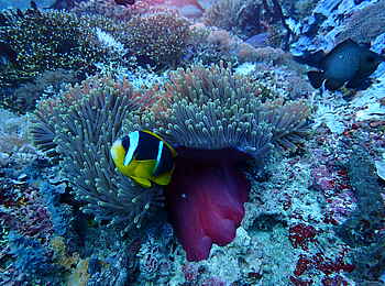 Kinasi Lodge: Ein Clownfisch vor einer Anemone Kinasi Lodge: Ein Clownfisch vor einer Anemone