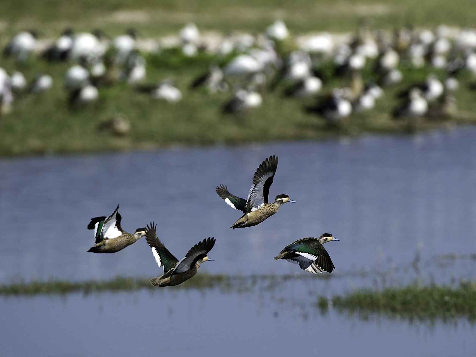 Little Makalolo Camp: Hottentotenente Little Makalolo Camp: Hottentotenente