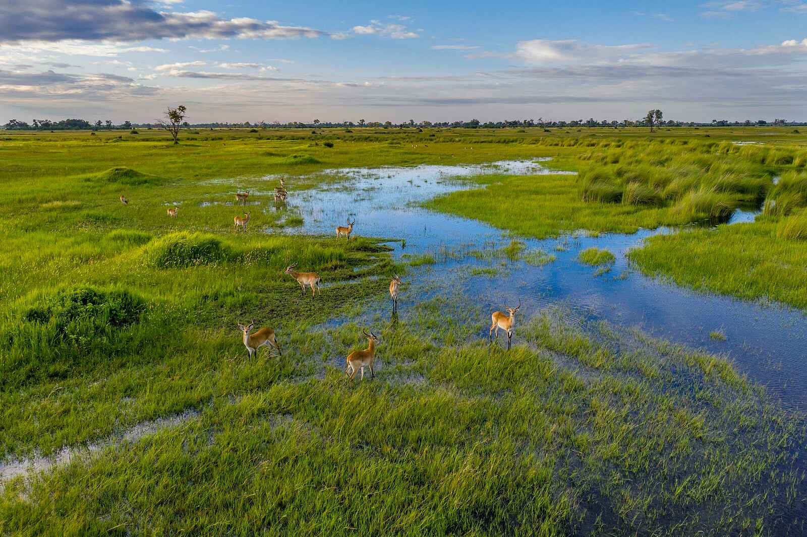 Little Sable Camp: Red Lechwe im Wasser Little Sable Camp: Red Lechwe im Wasser