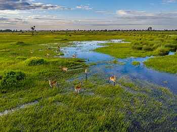 Little Sable Camp: Red Lechwe im Wasser Little Sable Camp: Red Lechwe im Wasser