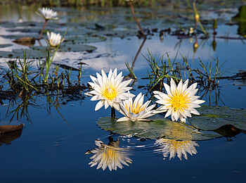 Little Tubu: Tagseerosen Little Tubu: Tagseerosen