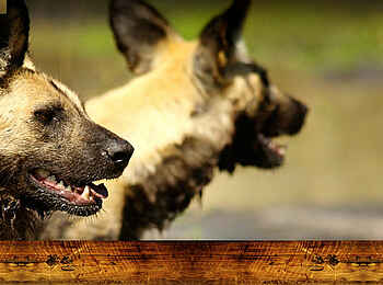 Mapula Lodge: Afrikanische Wildhunde
