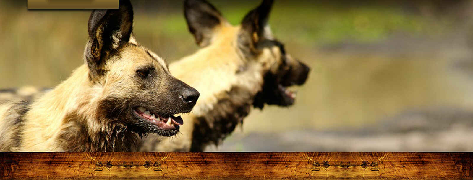 Mapula Lodge: Afrikanische Wildhunde Mapula Lodge: Afrikanische Wildhunde