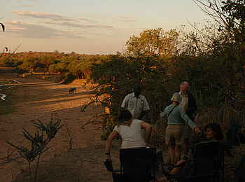 Mdonya Old River Camp: Elefant im Flussbett