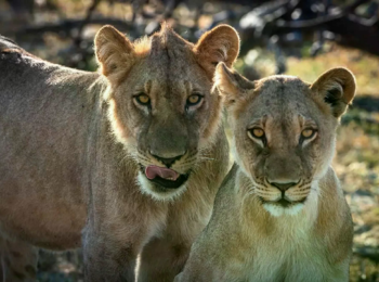 Mogogelo Camp: Löwen Mogogelo Camp: Löwen