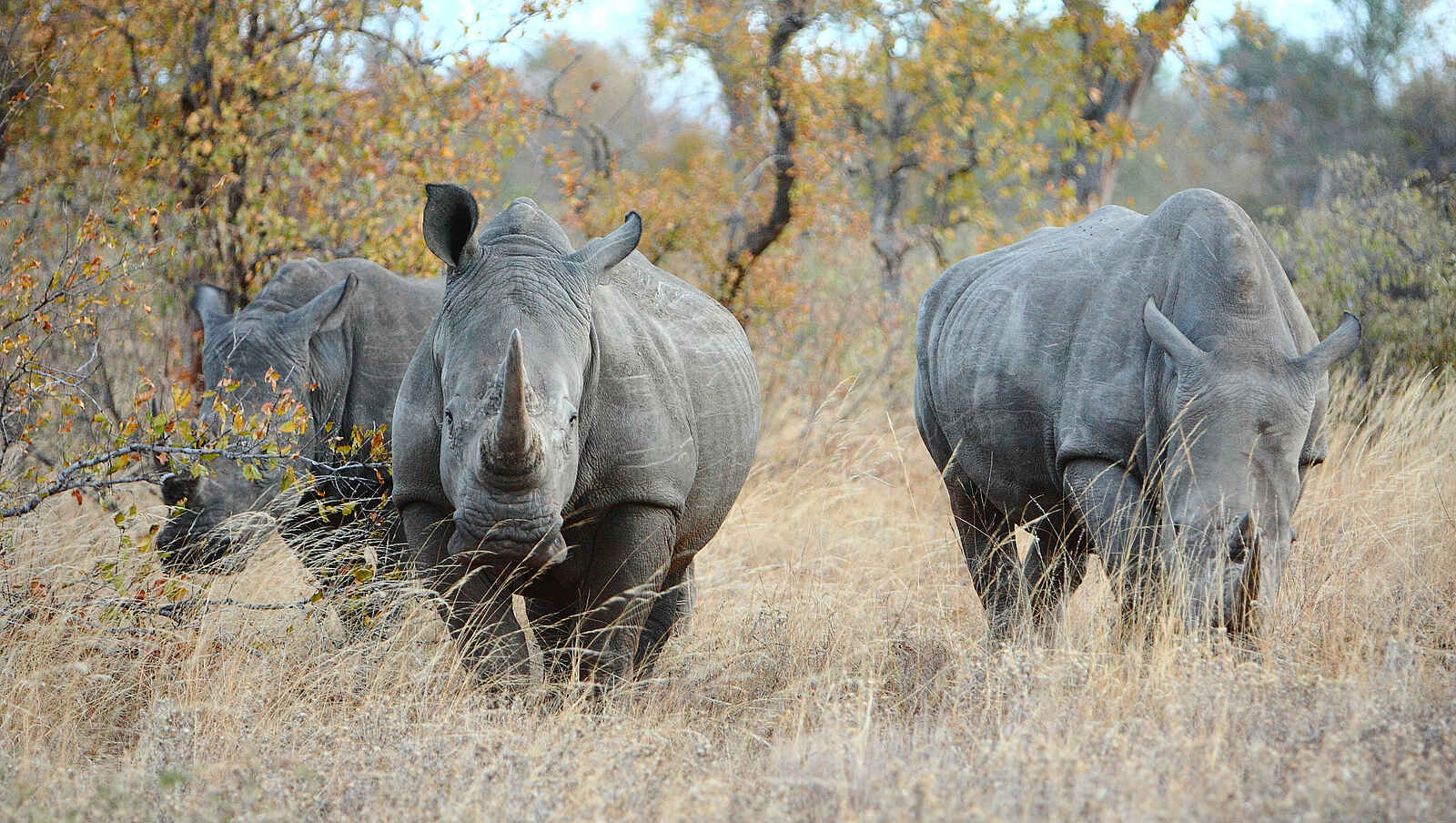 Motswari Game Lodge: Nashorntrio Motswari Game Lodge: Nashorntrio