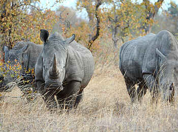 Motswari Game Lodge: Nashorntrio